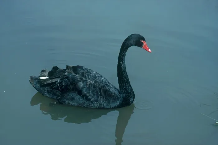 Framed Print : Black Swan Framed Print : Black Swan