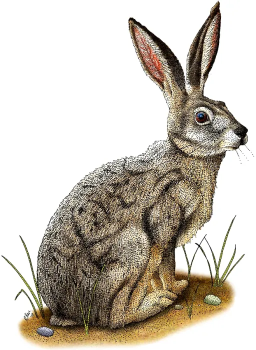 Framed Print : Black-Tailed Jackrabbit