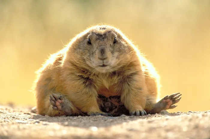 Framed Print : Black-tailed Prairie dog Framed Print : Black-tailed Prairie dog