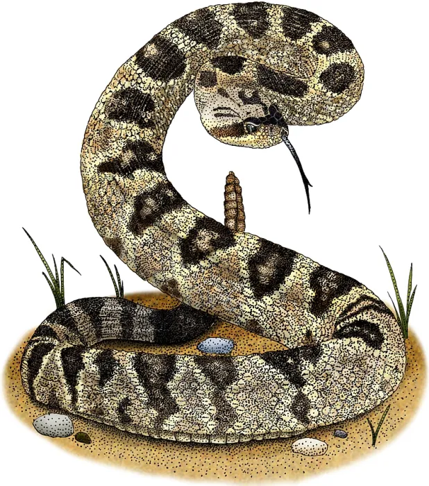 Framed Print : Black-Tailed Rattlesnake Framed Print : Black-Tailed Rattlesnake