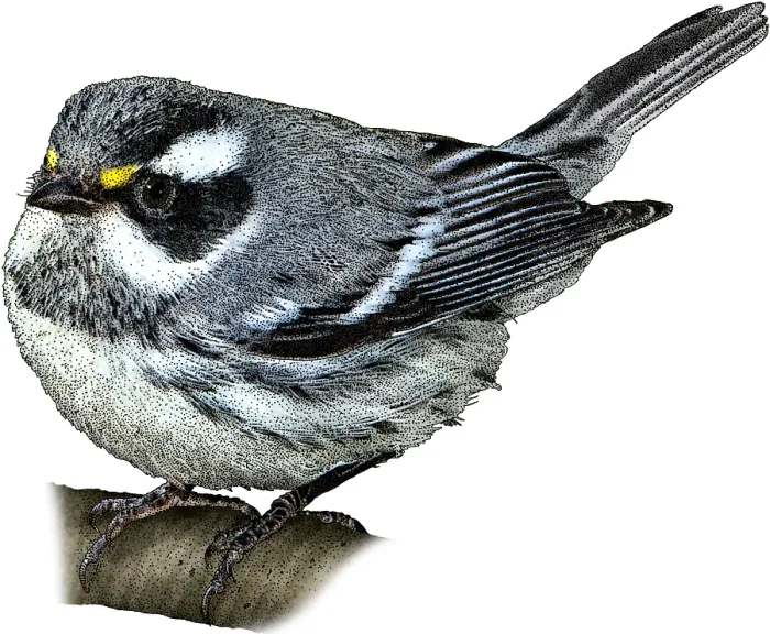 Framed Print : Black-Throated Gray Warbler Framed Print : Black-Throated Gray Warbler
