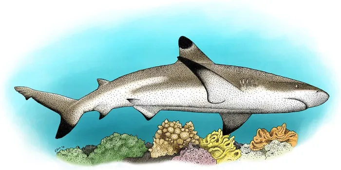 Framed Print : Black-Tipped Reef Shark
