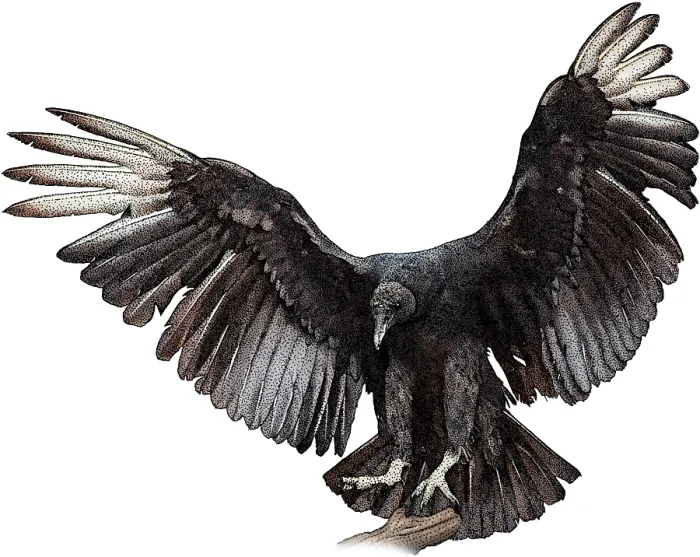 Framed Print : Black Vulture Framed Print : Black Vulture