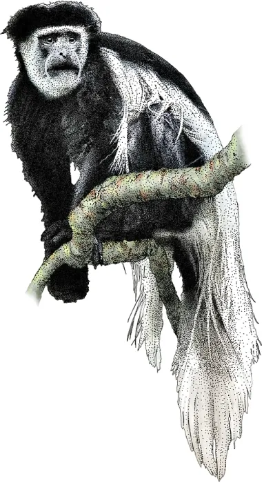 Framed Print : Black white colobus monkey Framed Print : Black white colobus monkey