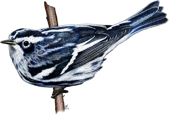 Framed Print : Black and White Warbler Framed Print : Black and White Warbler