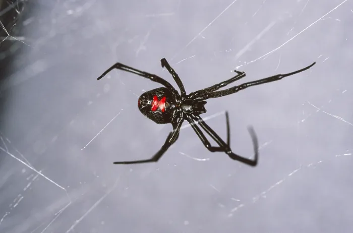 Framed Print : Black Widow
