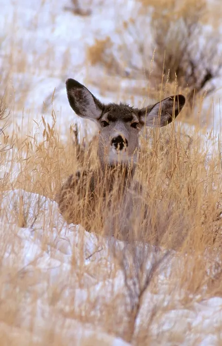 Framed Print : Blacktail or Mule Deer Framed Print : Blacktail or Mule Deer