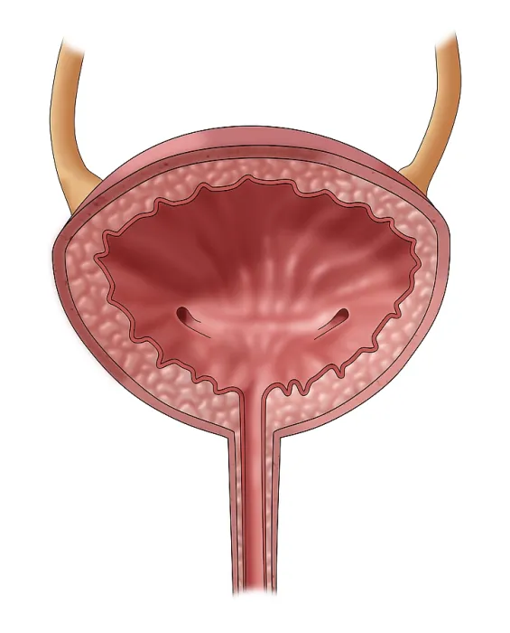 Framed Print : Bladder, Illustration Framed Print : Bladder, Illustration
