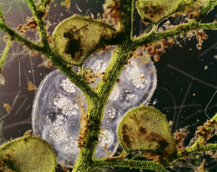 Framed Print : Bladderwort, light micrograph Framed Print : Bladderwort, light micrograph