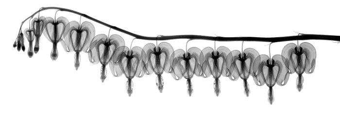 Framed Print : Bleeding Heart Flowers, X-ray Framed Print : Bleeding Heart Flowers, X-ray