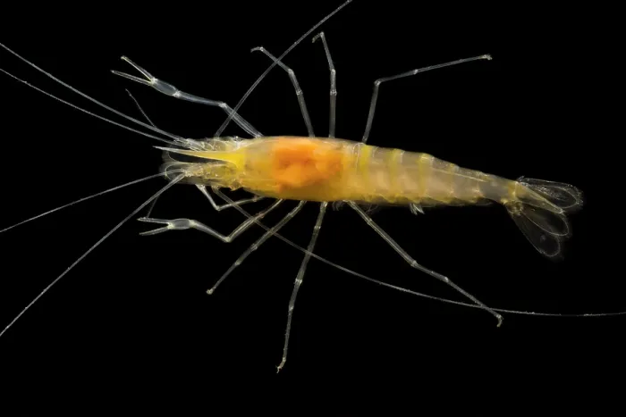 Framed Print : Blind Cave Prawn (Macrobrachium sp.) Framed Print : Blind Cave Prawn (Macrobrachium sp.)