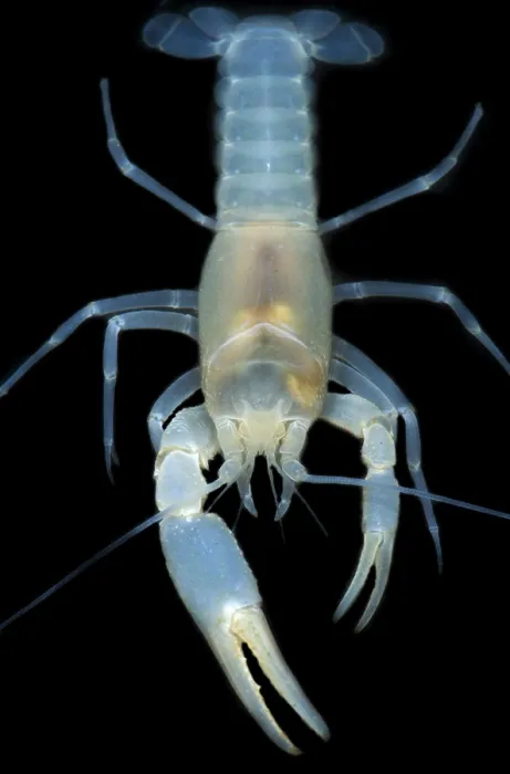 Framed Print : Blind Groundwater Crayfish Framed Print : Blind Groundwater Crayfish