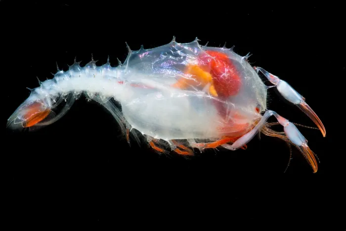 Framed Print : Blind lobster larva (Stereomastis sp.) Framed Print : Blind lobster larva (Stereomastis sp.)