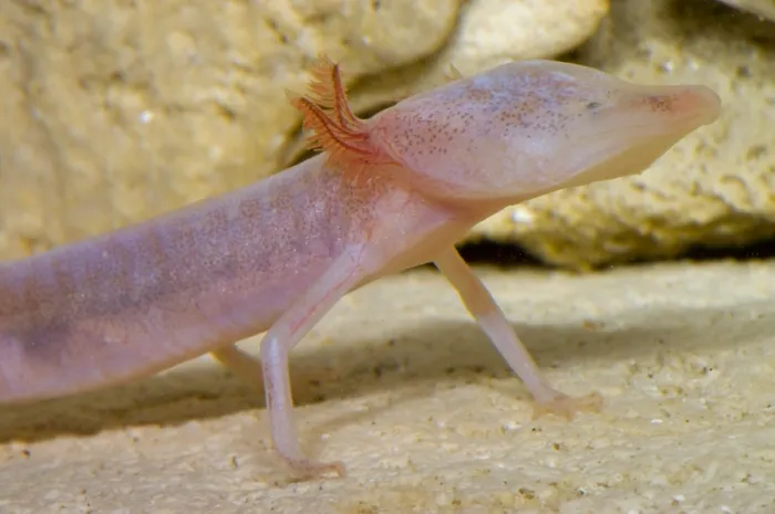 Framed Print : Blind Salamander Framed Print : Blind Salamander