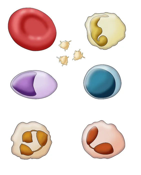 Framed Print : Blood Cell Types, Illustration