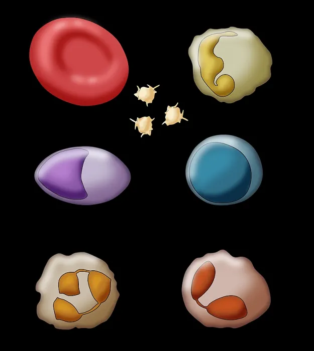 Framed Print : Blood Cell Types, Illustration