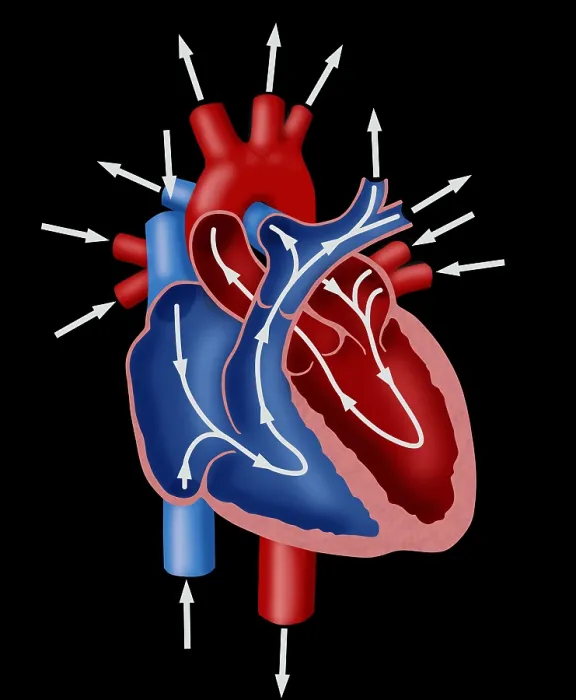 Framed Print : Blood Flow Diagram