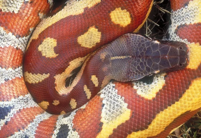 Framed Print : Blood python Framed Print : Blood python
