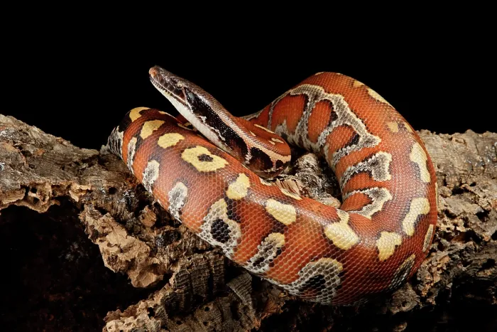 Framed Print : Blood Python (Python brongersmai) Framed Print : Blood Python (Python brongersmai)