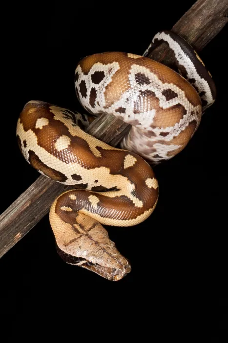 Framed Print : Blood python (Python brongersmai) on branch Framed Print : Blood python (Python brongersmai) on branch