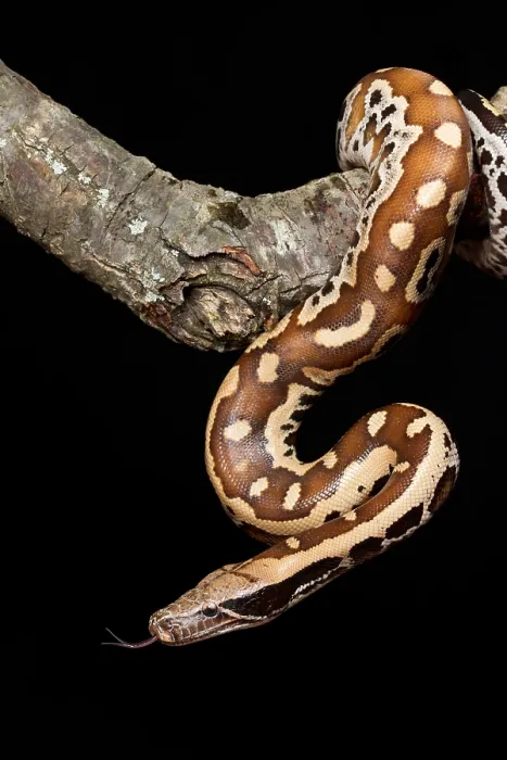 Framed Print : Blood python (Python brongersmai) on branch Framed Print : Blood python (Python brongersmai) on branch