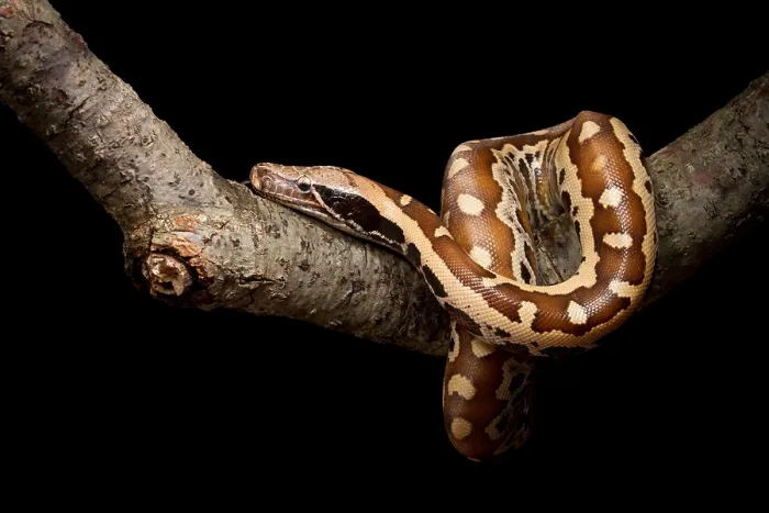 Framed Print : Blood python (Python brongersmai) on branch Framed Print : Blood python (Python brongersmai) on branch