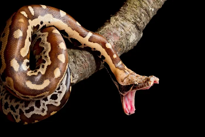 Framed Print : Blood python (Python brongersmai) stretching jaw Framed Print : Blood python (Python brongersmai) stretching jaw