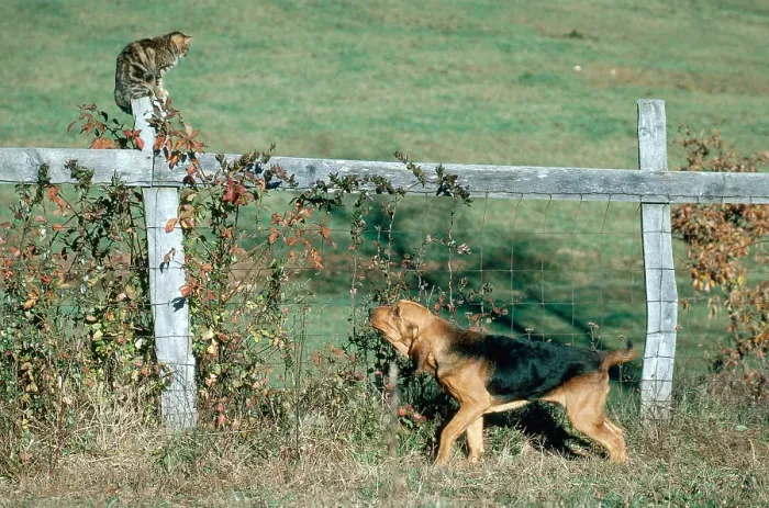 Framed Print : Bloodhound Finds Cat Framed Print : Bloodhound Finds Cat