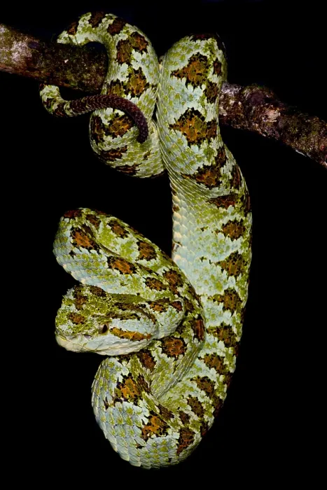 Framed Print : Blotched Palm Pitviper Framed Print : Blotched Palm Pitviper