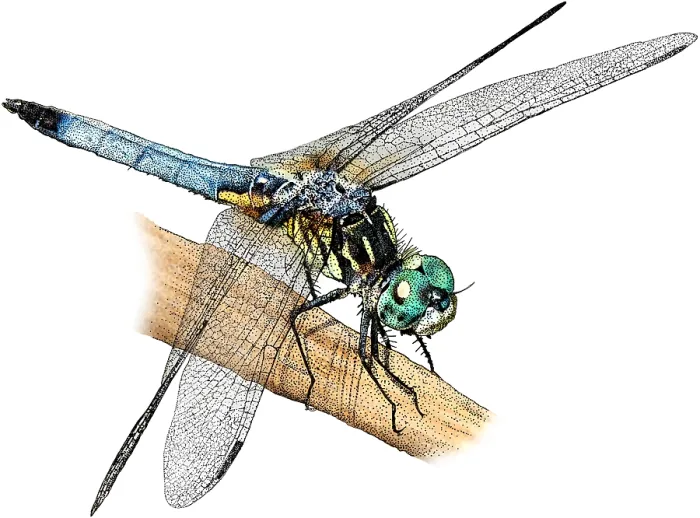 Framed Print : Blue Dasher, Illustration Framed Print : Blue Dasher, Illustration