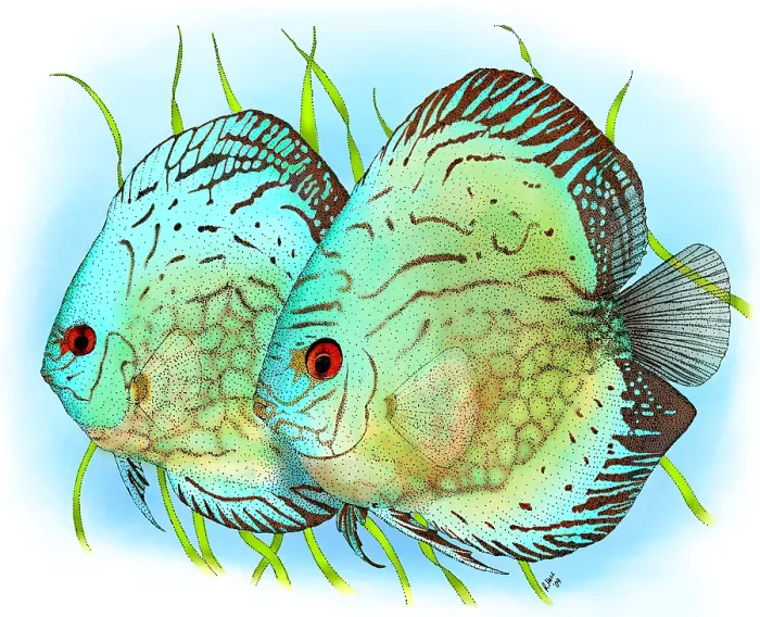 Framed Print : Blue Discus Fish Framed Print : Blue Discus Fish