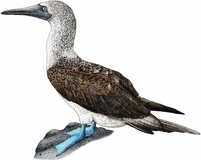 Framed Print : Blue-footed booby Framed Print : Blue-footed booby