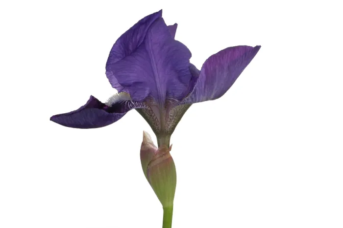 Framed Print : Blue Iris blooming Framed Print : Blue Iris blooming