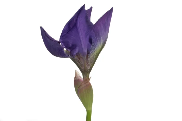 Framed Print : Blue Iris blooming Framed Print : Blue Iris blooming