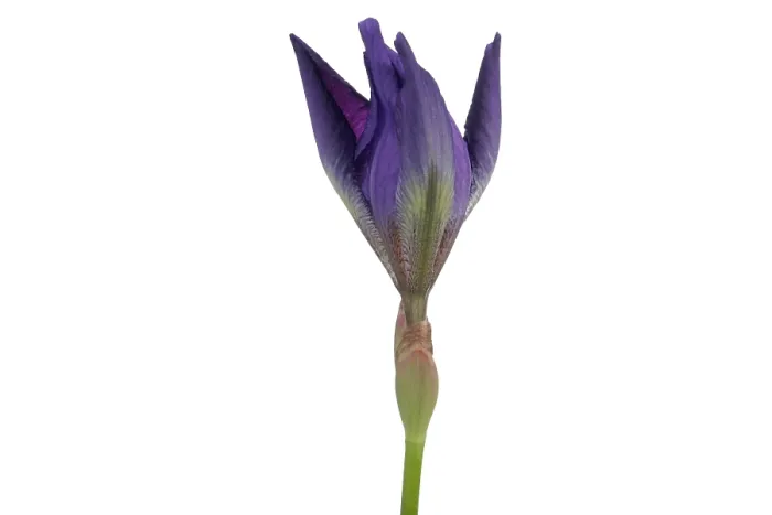 Framed Print : Blue Iris blooming Framed Print : Blue Iris blooming