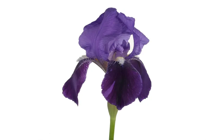 Framed Print : Blue Iris blooming Framed Print : Blue Iris blooming
