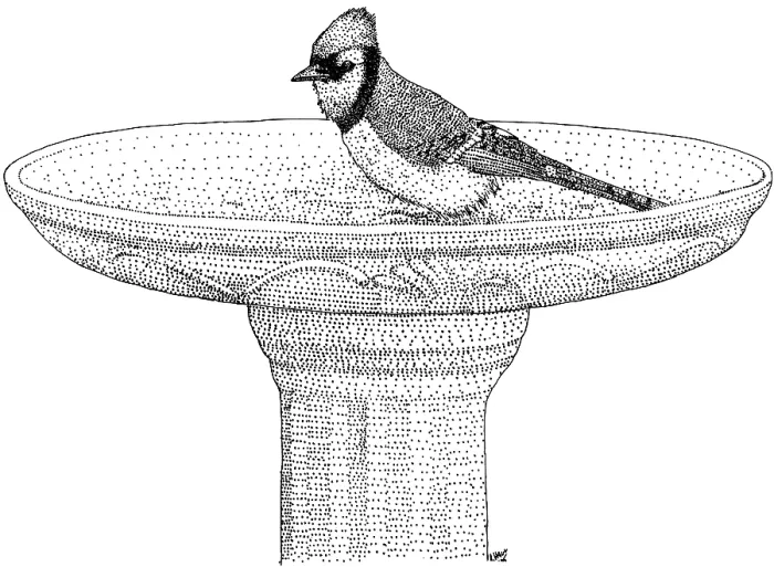 Framed Print : Blue Jay Birdbath Framed Print : Blue Jay Birdbath
