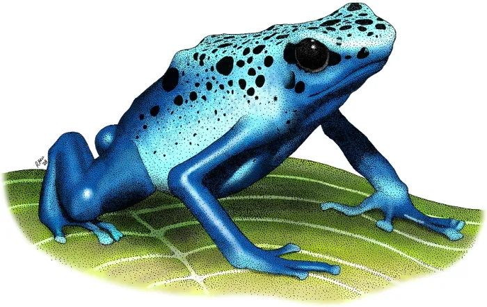Framed Print : Blue Poison Dart Frog Framed Print : Blue Poison Dart Frog