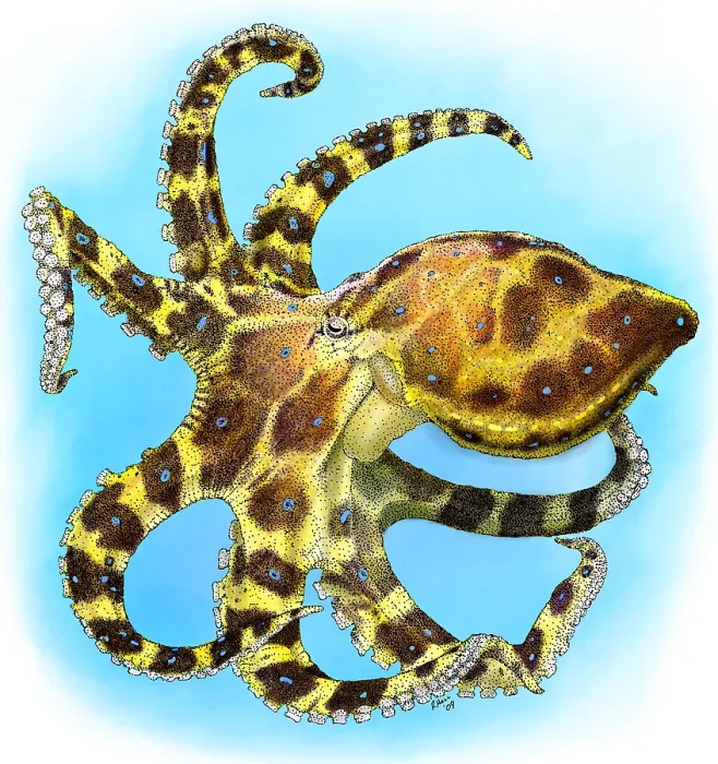 Framed Print : Blue Ringed Octopus Framed Print : Blue Ringed Octopus