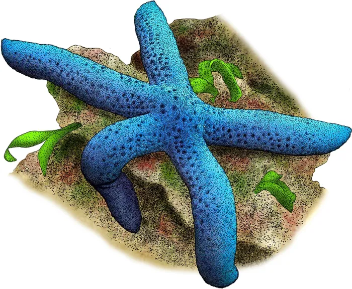 Framed Print : Blue Sea Star Framed Print : Blue Sea Star