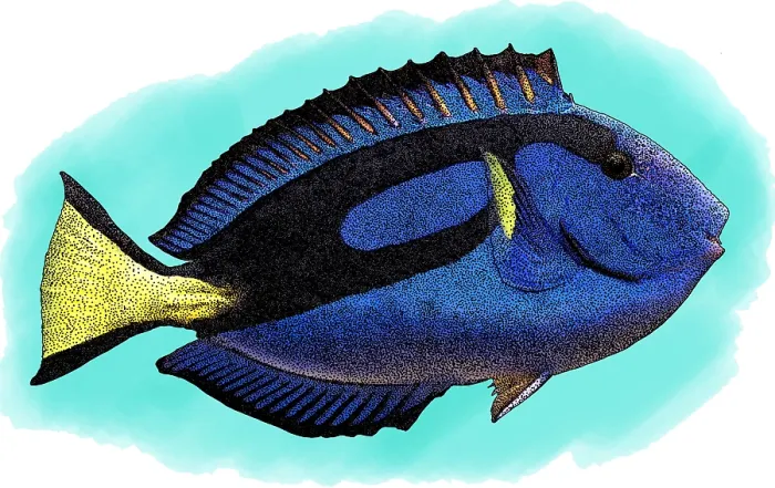 Framed Print : Blue Tang, Illustration Framed Print : Blue Tang, Illustration