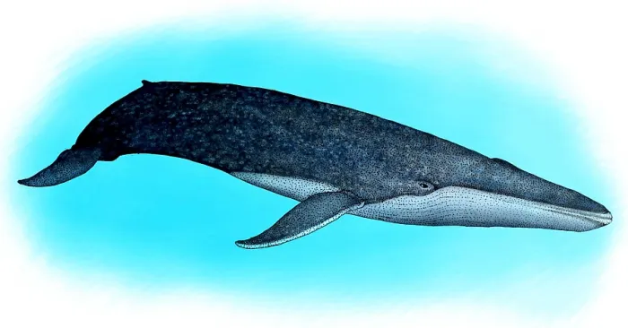 Framed Print : Blue Whale