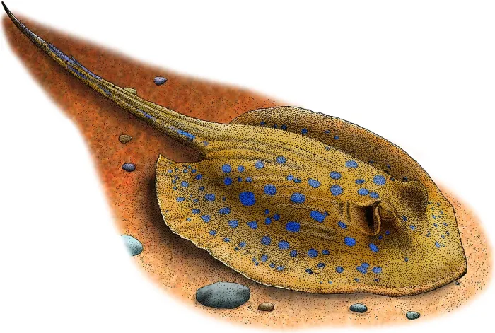 Framed Print : Bluespotted Stingray Framed Print : Bluespotted Stingray