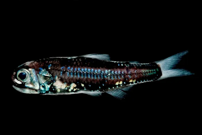 Framed Print : Blunt-face Lampfish