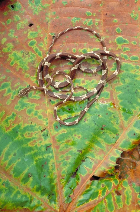 Framed Print : Blunt-headed Tree Snake Framed Print : Blunt-headed Tree Snake