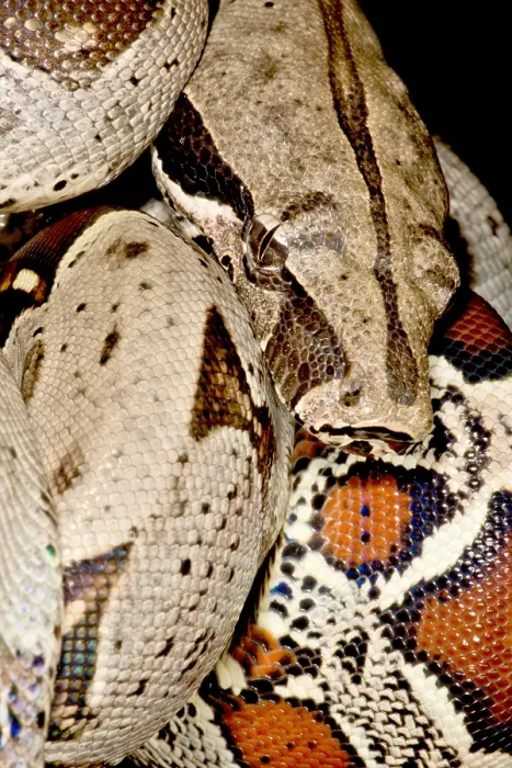 Framed Print : Boa Constrictor Framed Print : Boa Constrictor