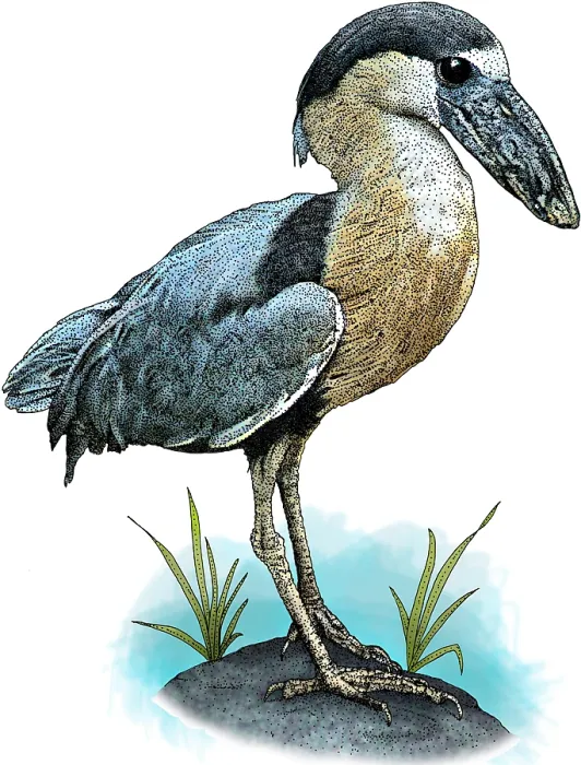 Framed Print : Boat billed heron Framed Print : Boat billed heron