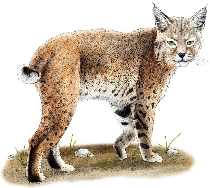 Framed Print : Bobcat. Illustration of a Bobcat (Lynx rufus) Framed Print : Bobcat. Illustration of a Bobcat (Lynx rufus)