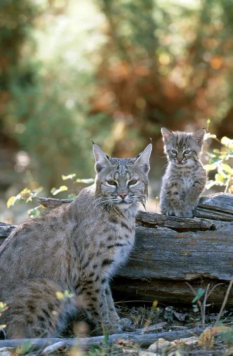 Framed Print : Bobcat adult and young (Lynx rufus) Framed Print : Bobcat adult and young (Lynx rufus)