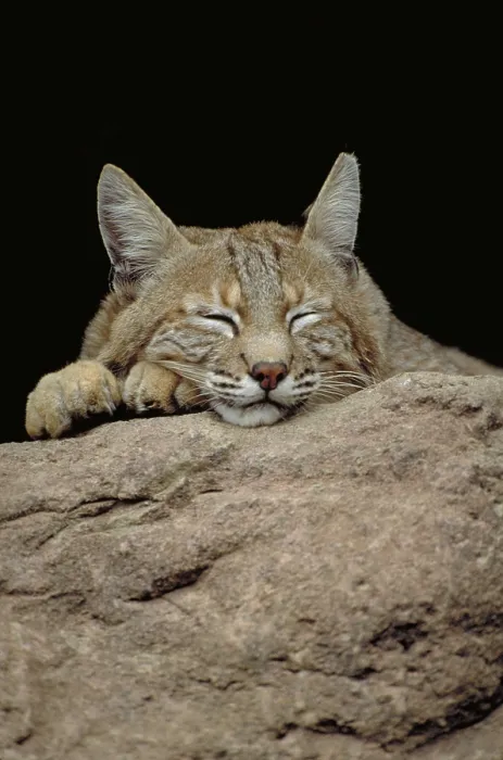 Framed Print : Bobcat, Arizona